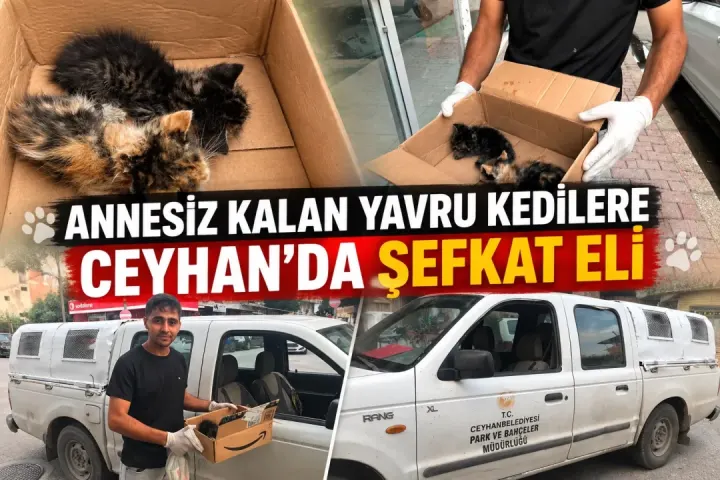 CEYHAN’DA ANNESİZ KALAN YAVRU KEDİLERE ŞEFKAT ELİ
